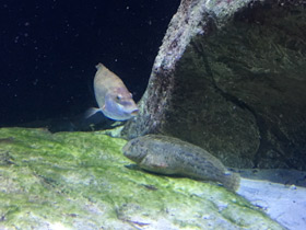 Фото Морская собачка