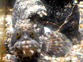 Фото Японская мохнатоголовая собачка