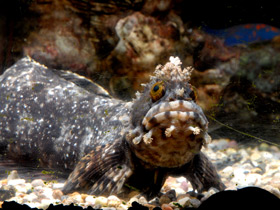 Фото Японская мохнатоголовая собачка