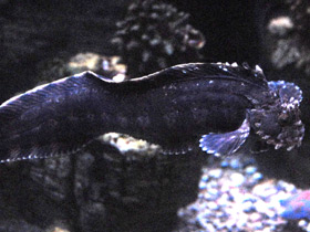 Фото Японская мохнатоголовая собачка