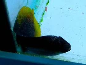 Смотреть фото Черная желтохвостая собачка Фото Черная желтохвостая собачка