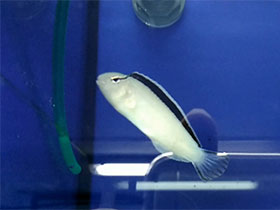 Смотреть фото Лирохвостая собачка Смита Фото Лирохвостая собачка Смита