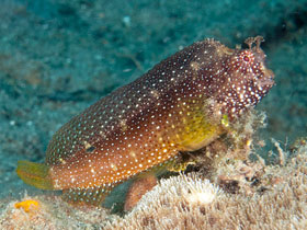 Фото Звёздчатая собачка