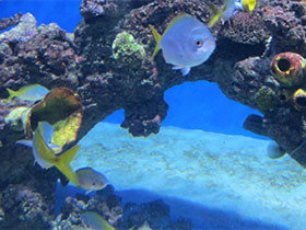 Фото Цезионовые