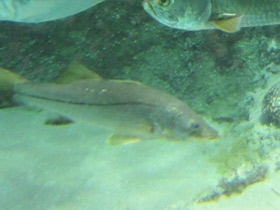 Фото Снук, обыкновенный робало