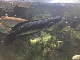 Фото Гигантский змееголов