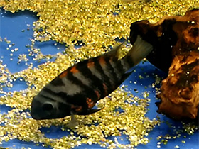 Фото Цихлазома-зебра