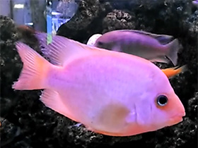 Фото Цихлида лабиатум