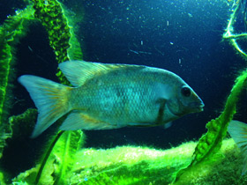 Смотреть фото Ханус Фото Ханус