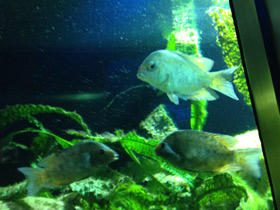 Смотреть фото Ханус Фото Ханус