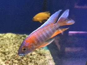 Фото Аулонокара — быстрее молнии