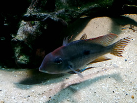 Фото Бразильский геофагус