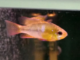 Фото Апистограмма Рамирези