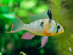 Фото Боливийская бабочка