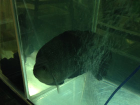 Смотреть фото Гаитянская цихлида Фото Гаитянская цихлида