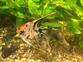 Смотреть фото Скалярия Фото Скалярия