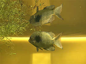 Фото Серебристая цихлазома