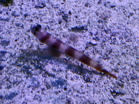 Фото Розовополосый бычок