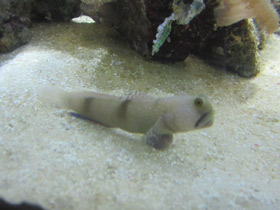 Смотреть фото Двухпятнистый бычок-компаньон Фото Двухпятнистый бычок-компаньон