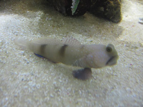 Смотреть фото Двухпятнистый бычок-компаньон Фото Двухпятнистый бычок-компаньон