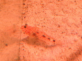 Фото Пятнистый ктеногобиопс