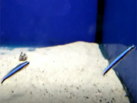 Смотреть фото Неоновый бычок Фото Неоновый бычок