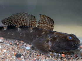 Фото Чёрный бычок