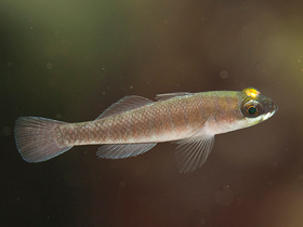 Фото Gorogobius stevcici