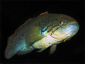 Фото Австралийская могурнда