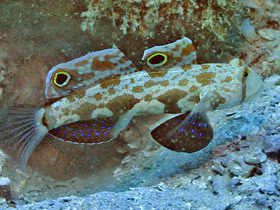 Фото Павлинья собачка