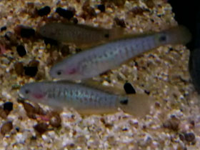 Фото Ковровый элеотрис