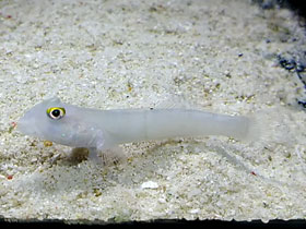 Фото Жемчужный бычок-валансьенн