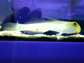 Фото Золотоголовый бычок