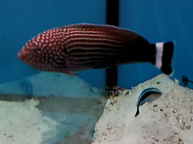 Фото Линейчатый двузубый губан