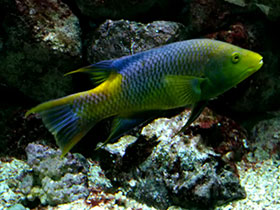 Фото Испанский бодиан