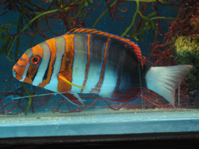 Смотреть фото Полосатый клыкастый губан Фото Полосатый клыкастый губан