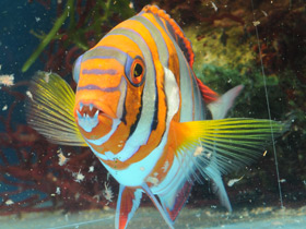 Смотреть фото Полосатый клыкастый губан Фото Полосатый клыкастый губан