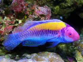 Фото Оранжевоспинный губан