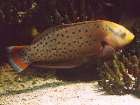 Смотреть фото Чадолюбивые отцы Фото Чадолюбивые отцы