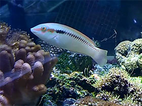 Фото Двуполосая донцелла