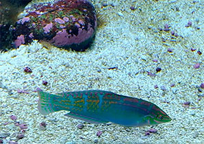 Фото Украшенный тамарин