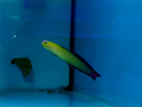 Фото Желто-белый тамарин