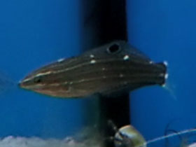 Фото Тёмный тамарин