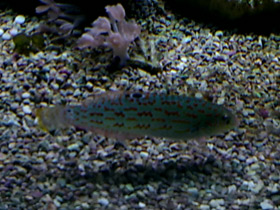 Фото Тиморский тамарин