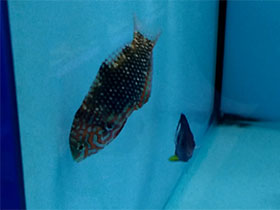 Фото Украшенный губан-макрофарингодон