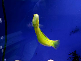 Фото Травяной новакулихт