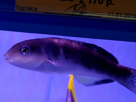 Фото Чернополосая талассома Хардвика