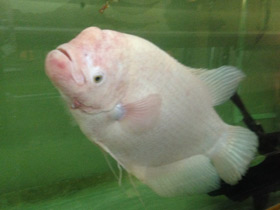 Фото Промысловый, или гигантский гурами