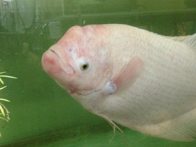 Фото Промысловый, или гигантский гурами