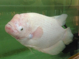 Фото Промысловый, или гигантский гурами